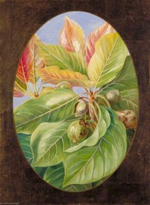 Foliage And Fruit Of The Mahwa — Marianne North