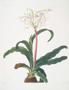 Crinum Erubescens — Robert Havell