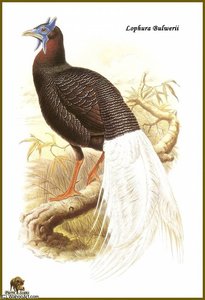 Faisan De Bulwer — John Gould, Scientific Illustration