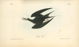 Sooty Tern — John James Audubon