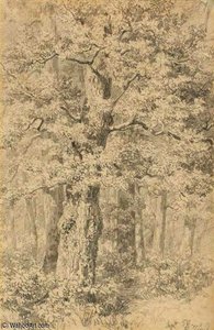 Tree Study — Robert Zund