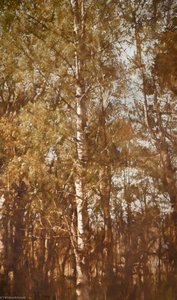 Summer Birch — Donald Urquhart