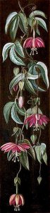 Exotic Flowering Plant On A Black Background — Marianne North