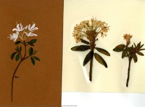 Ledum Groenlandicum — Cora Lodencia Veronica Scott