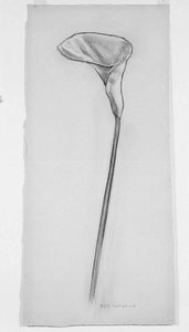 Calla Lily — Piet Mondrian