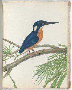 Three-toe Kingfisher