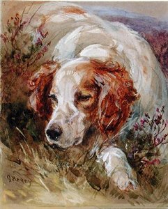 A Spaniel