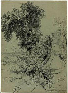 Study Of Trees Near Sorrento — Edward Lear