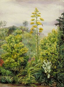 View At Morro Velho, Brazil — Marianne North