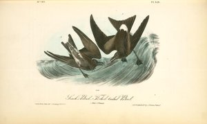 Leach's Petrel. -forked-tail Petrel. 1. Male.2. Female — John James Audubon