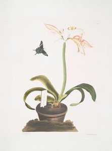 Amaryllis Miniata — Robert Havell