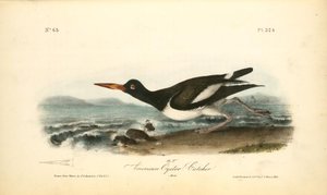 American Oyster-catcher. Male — John James Audubon