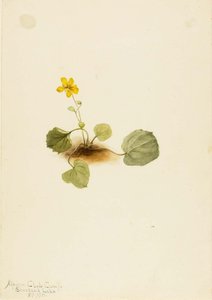 Viola Orbiculata