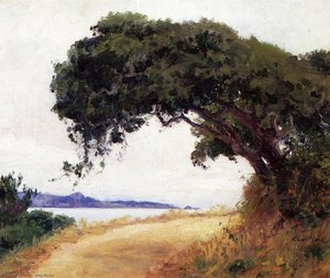 Point lobos, oak tree
