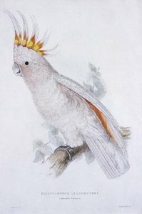 Leadbeater's Cockatoo (plyctolophus Leadbeateri — Edward Lear