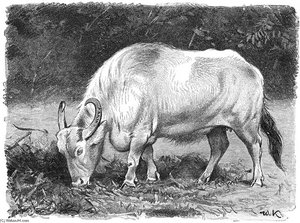 Water Buffalo — Friedrich Wilhelm Kuhnert