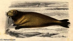 The walrus