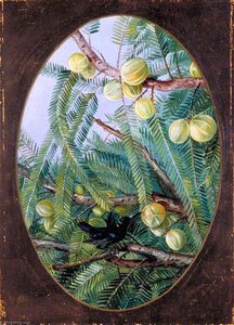 Foliage And Fruit Of Emblica Officinalis — Marianne North