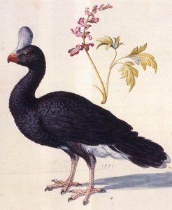 Study Of A Helmeted Curassow — Giuseppe Arcimboldo, Renaissance Mannerism
