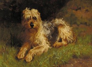 Soft Coated Wheaten Terrier — Alfred Duke