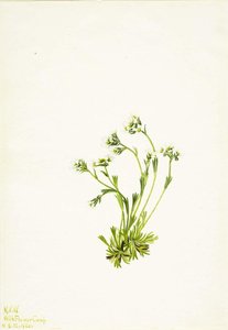 Saxifrage (saxifraga Caespitosa) — Mary Morris Vaux Walcott