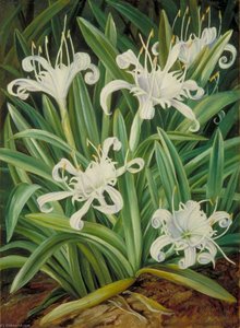 An Asiatic Pancratium Colonised In The Seychelles — Marianne North, Victorian Botanical Art