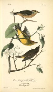 Yellow Red-poll Wood-warbler. 1. Males. 2. Young. (wild Orange Tree.) — John James Audubon