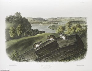 Mus Leucopus, White-footed Mouse. Natural Size. Male, Female And Young — John James Audubon