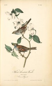 White-throated Finch. 1.male. 2. Female. — John James Audubon, Contemporary Realism