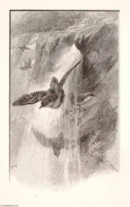 The Bird That Lives In Water Falls — Henry Wolf