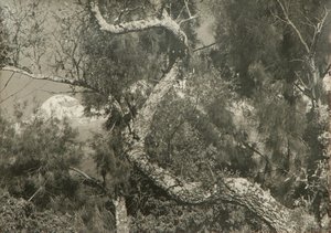 Quetzalcóatl — Manuel Álvarez Bravo