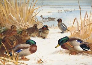 Mallard And Teal In The Snow 1 — Archibald Thorburn