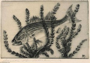 Striped Bass
