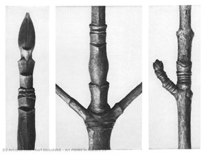 Art Forms in Nature 16