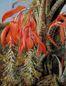 A Brazilian Epiphyte Or Air Plant — Marianne North