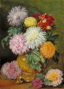 Japanese Chrysanthemums, Cultivated In This Country — Marianne North