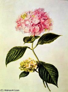 Hydrangea hortensia