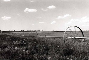 Mesa, Franklin County, Washington, July 14 — Ingeborg Gerdes