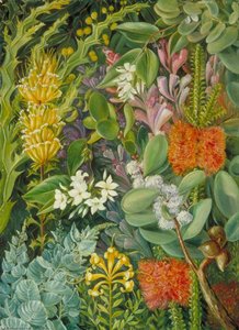 A Selection Of West Australian Flowers — Marianne North, Victorian Botanical