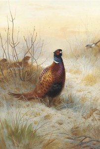Pheasant In Winter — Archibald Thorburn