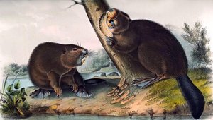 North American Beaver (castor Canadensis) — John James Audubon