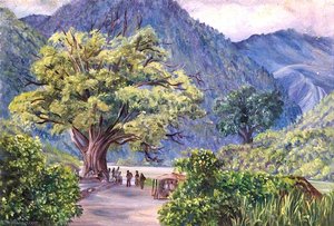 Kyare, India, With Ficus Bengalensis — Marianne North