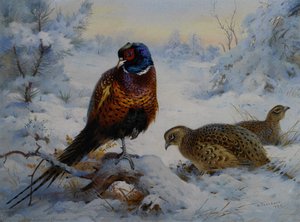 Cock And Hen Pheasant In Winter — Archibald Thorburn