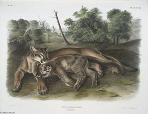 Felis Concolor, The Cougar. Female ^ Young — John James Audubon