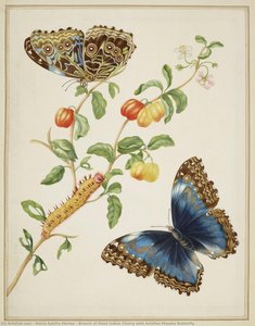 Branch Of West Indian Cherry With Achilles Morpho Butterfly — Maria Sybilla Merian, Baroque Floral Still Life