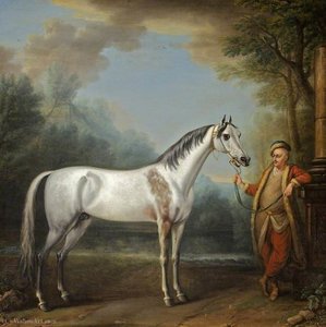 The Bloody-Shouldered Arabian