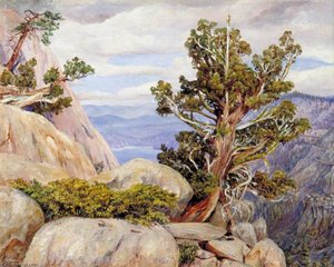 Old Cypress Or Juniper Tree, Nevada Mountains, California — Marianne North, Victorian Botanical Painting