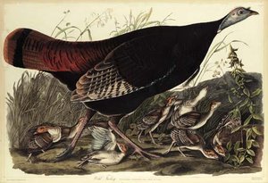 Wild Turkey