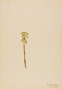 Corathorhiza Corallorhiza — Mary Morris Vaux Walcott