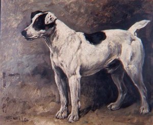 A Jack Russell — John Emms